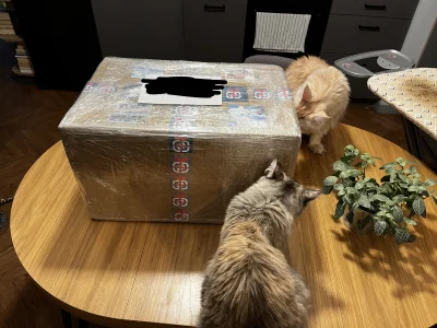 darkdancerr - Koty pomagały w otwarciu paczki.
