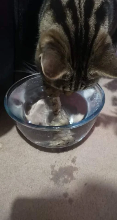 szzzzzz - Mój kot jest #!$%@? wkłada całą łapę do miski z wodą
To jest do picia debil...