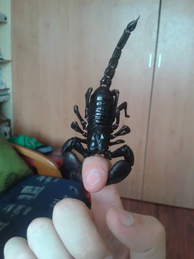 Nessiteras_rhombopteryx - #cursedimages mojego wutorsta ;). Skorpion jest zasuszony, ...