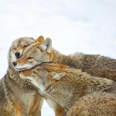 cheeseandonion - https://www.nationalgeographic.com/animals/article/coyote-america-da...