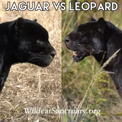 baronio - @PanDzikus: moze byc. Sa jeszcze czarne jaguary (bardzo rzadkie), ale to z ...