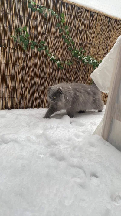 r.....d - Pan kot oswaja się z pierwszym śniegiem, dajcie plusa na odwagę 
#pokazkota