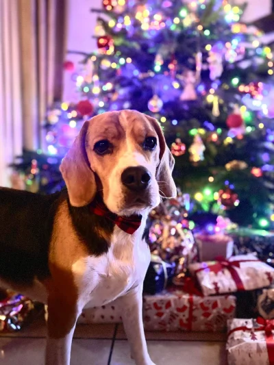 lcpiotreq - Wszystkie prezenty dla mnie? #beagle #pokazpsa #psy