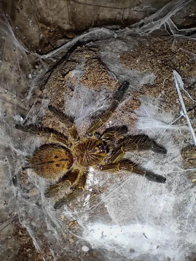 Elemelas - @Elemelas:

Pterinochilus murinus RCF