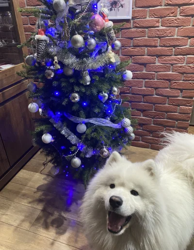 Frutis - Yoshi świątecznie 
#samoyed #swieta