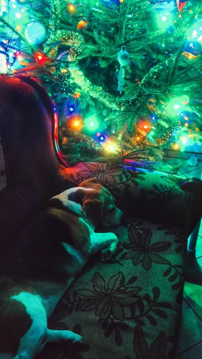 pekas - #beagle #psy #pies #smiesznypiesek #swieta


Świąteczny Beagle :)