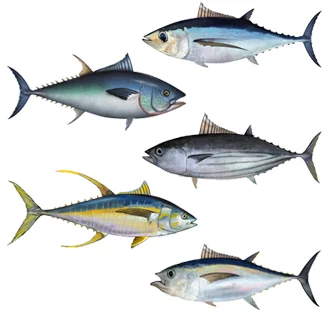 patrolez - @polskimurarzpl: tun, bo tuna, czyli tuńczyk.

http://glebowski.pl/scrab...