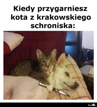 Volki - @oxtael Kot może z krakowskiego schroniska? ( ͡° ͜ʖ ͡°)