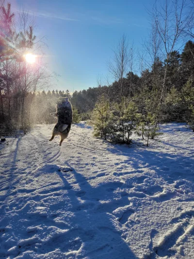 SkuratakprzezU - Lunar prosi o plusa! #pokazpsa #owczarekaustralijski