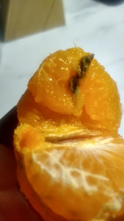 przedostatnisamuraj - #owoce #kiciochpyta #cotojest znalezione w mandarynce mireczki ...