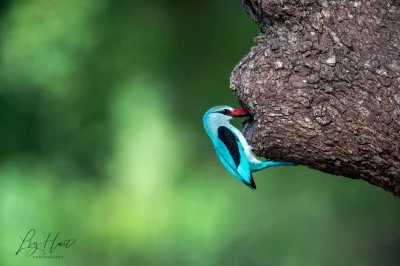 Lifelike - Łowiec jasny (Halcyon senegalensis) 
Autorka
#photoexplorer #fotografia ...