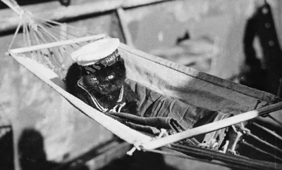 myrmekochoria - Kot pokładowy na HMS Achilles, 1939. Plus kilka innych. 

#starszez...