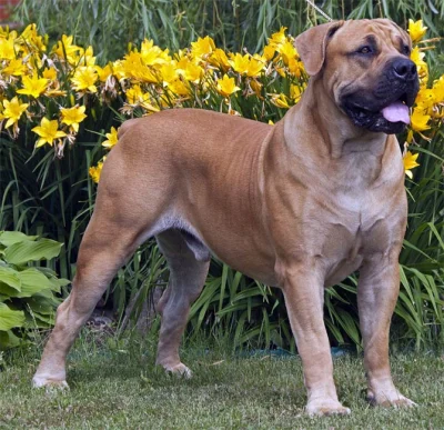 luk04330 - #psy

Czy ktoś z Was ma osobiste doświadczenia z psami rasy Boerboel

http...