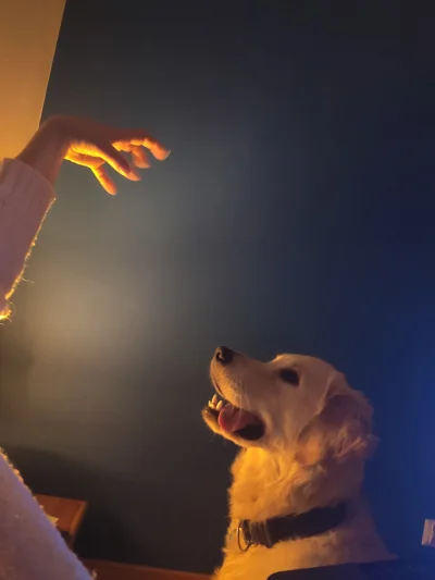 pewka - Żona rzuca mi zaklęcia na psa xD #goldenretriever #pies #heheszki