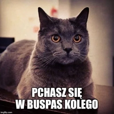 Cesarz_Polski - @Kowal13 naucz się, że tag #kotekwrocek jest od kota, bo przyjedzie N...