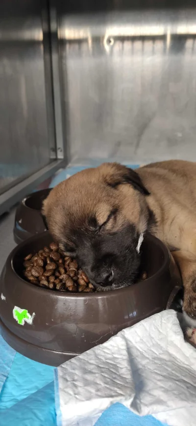 DonVittorio - #pies #pokazpsa

Młoda już wie czym będzie jej miłość życia