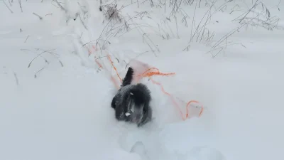 ulath - Tyle śniegu napadało
#norwegia #pokazpsa #zwierzaczki