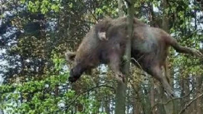 yolantarutowicz - Pewno leśniczy nadchodził to wrzucili szybko na samochód i chodu do...