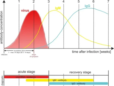 gridstream - @uwuX Aha i jeszcze jedno - poziom przeciwciał IgG lub IgM rośnie od 1 d...