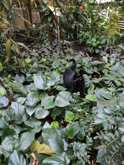 SlodkieMangoZ_Ananasem - Poszedł sobie człowiek do szklarni ogrodu botanicznego, a ta...