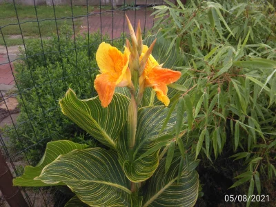 Cactushead - #rosliny : wspomnienia z ogrodu :canna tropciana gold ( ͡° ͜ʖ ͡°)