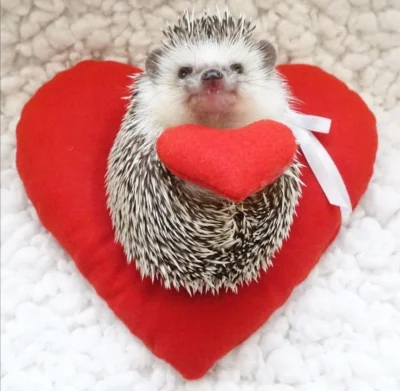 hedgehogowy - @mysie_uszka: