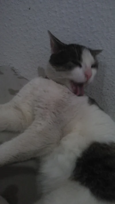 piorunburzowyniskonapieciowy - #smiesznekotki #koty #kitku