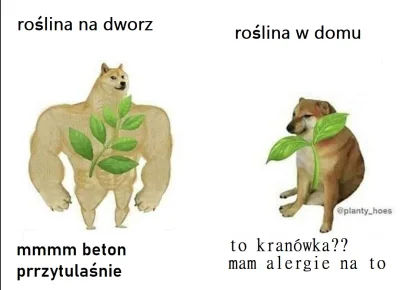 Kotolazik