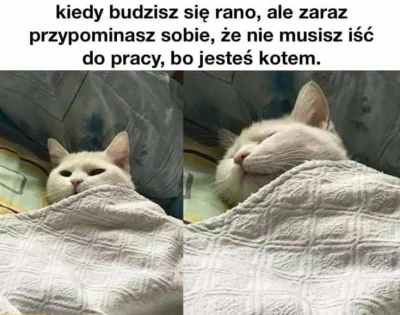 dziubsterpl - #koty #humorobrazkowy #heheszki #smiesznekotki