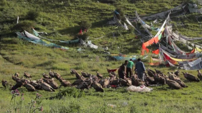 true-true - A nie można po Tybetańsku kremować, sępami? Bardziej ekologicznie się już...
