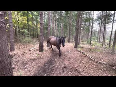 NoMercyIncluded - Horse kicks tree, farts on the dogs, then runs away.

Horse kicks...