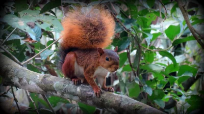 likk - zamiast powitania słów #porannaporcja amazońskich wiewiórków

Wiewiórka amaz...