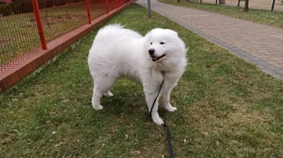 M_longer - Ależ wieje

#niedzwiedzpolujacynagalezie #samoyed #psy #pies #pokazpsa