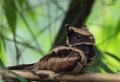 JagniecymFuterkiemWalekPokryty - Rogatnik duży to ptak występujący w Azji południowo-...