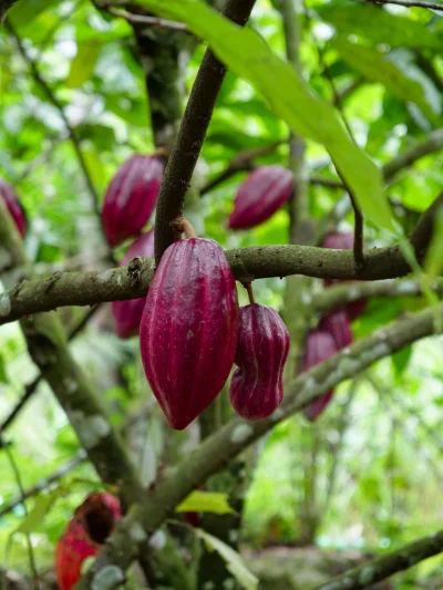 ziolo22 - Po drodze widzieliśmy sporo drzew kakaowca.