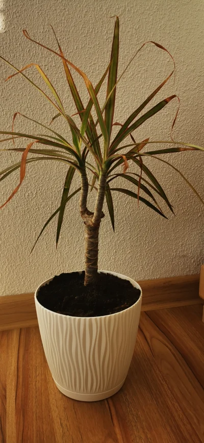 kurtyzany - #ogrodnictwo #kwiaty #dracena #palma 

Czy moja dracena będzie żyła? Si...