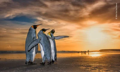 Lifelike - Pingwiny królewskie (Aptenodytes patagonicus) na Falklandach
Autor
#phot...