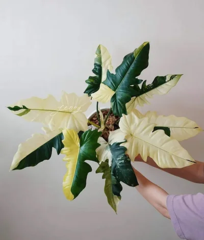 spiritoo - @Zmorka: o taki. Philodendron golden dragon variegata.

Tele też by się pr...