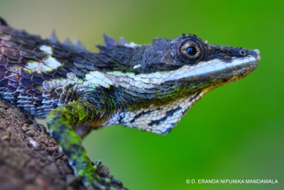 likk - Cophotis ceylanica
 
fot. Eranda Nipunika Mandawala