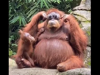 lewoprawo - Orangutan w indonezyjskim ZOO znajduje przypadkiem upuszczone okulary
#z...