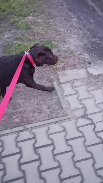 Cisiur - Mój pies zaczął bać się chodzić na spacer ¯\\(ツ)\/¯ zaczęło się od tego że c...
