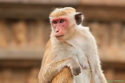 Blaskun - @Zuben: @daglazz: ja bym dał makaka managa (macaca sinica)pasuje nawet z fr...