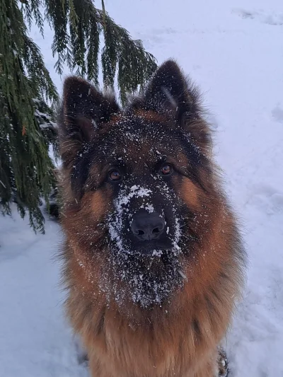 T1oo - Śnieżny nazista (⌐ ͡■ ͜ʖ ͡■)
#pokazpsa #pies #owczarekniemiecki