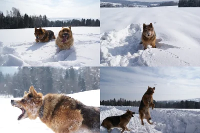 enron - > Śnieżny nazista (⌐ ͡■ ͜ʖ ͡■)
#pokazpsa #pies #owczarekniemiecki

@T1oo: Pię...