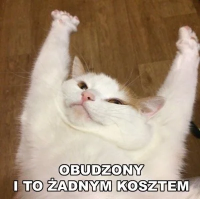100-TVarzyGrzybiarzy - #koty