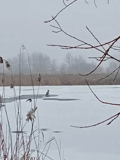 myjourneytojahh - Mircy, ale akcja. Dzisiaj na spacerze, na wysokości Lisiej Góry, za...