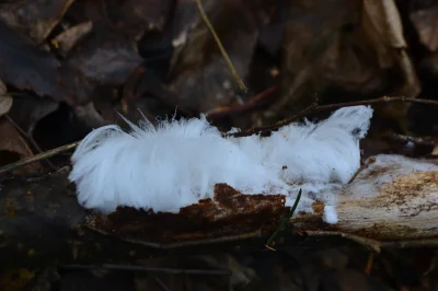 KubaGrom - Ciekawe znalezisko w lesie - na gałęzi leżącej na ziemi pojawiły się "włos...