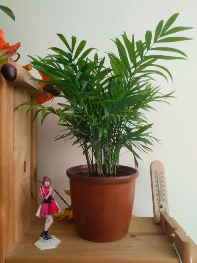 Zoyav - moja ulubiona roślinka w kolekcji 

#roslinydoniczkowe #rosliny #ogrodnictw...