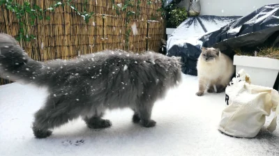 r.....d - Moje śnieżne koty
#pokazkota