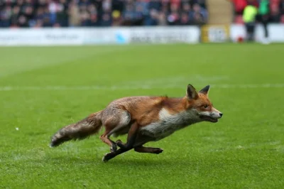 cheeseandonion - >19' Brief stop in play for a fox running onto the pitch.

#lisek ...